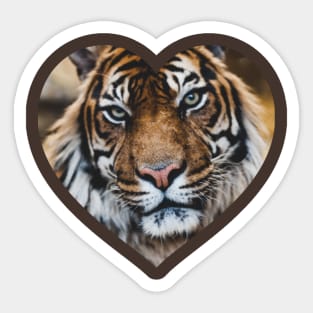 Tiger Sticker